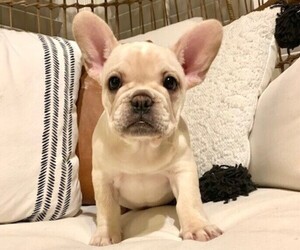 French Bulldog Puppy for sale in CLAYTON, CA, USA