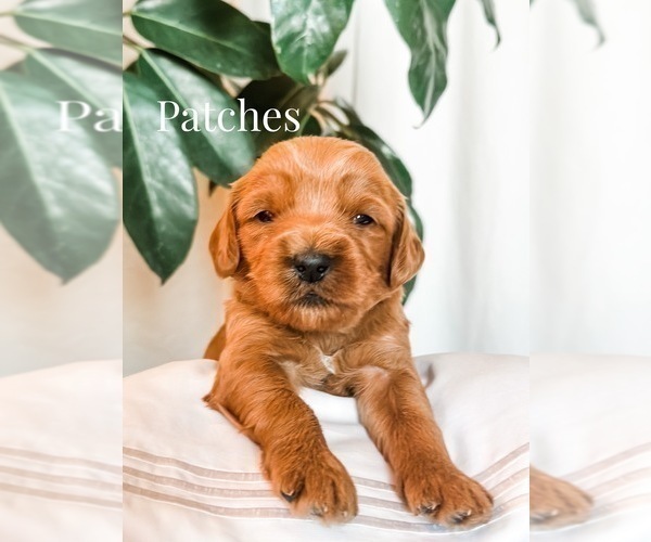 Medium Photo #10 Australian Labradoodle Puppy For Sale in RIVERSIDE, CA, USA