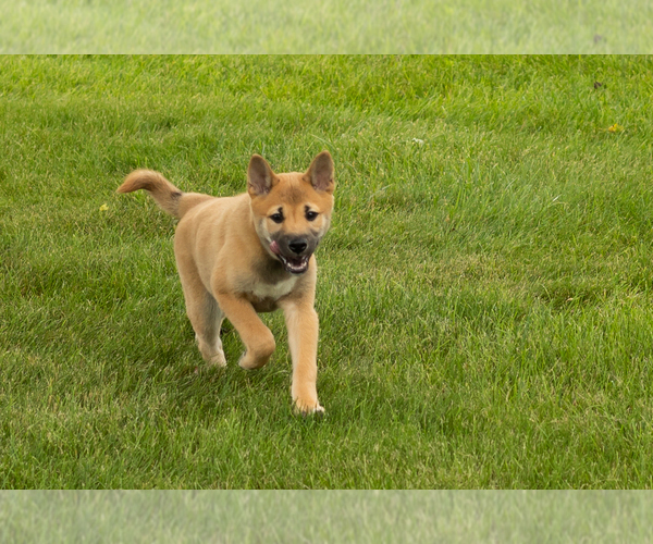Medium Photo #5 Shiba Inu Puppy For Sale in MILLERSBURG, IN, USA