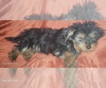 Small Photo #12 Yorkshire Terrier Puppy For Sale in AKRON, OH, USA