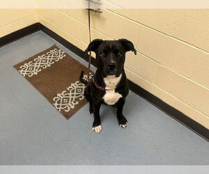 American Pit Bull Terrier Dogs for adoption in Denver, CO, USA