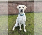 Small Photo #1 German Shorthaired Lab Puppy For Sale in TACOMA, WA, USA