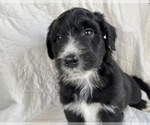 Small Photo #8 Aussiedoodle Puppy For Sale in AMBROSE, GA, USA