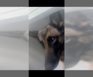 Mutt Dogs for adoption in Palmetto, FL, USA