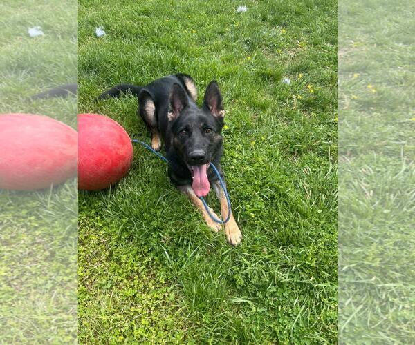 Medium Photo #1 Mutt Puppy For Sale in Front Royal, VA, USA