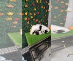 Small Photo #3 Miniature Bernedoodle Puppy For Sale in PISCATAWAY, NJ, USA