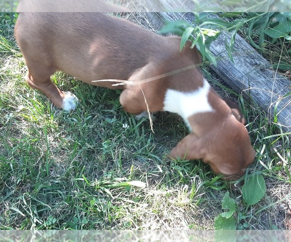 Medium Photo #3 Basset Hound Puppy For Sale in SPARTA, MO, USA