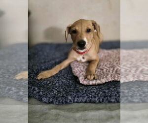 Medium Doberman Pinscher-Labrador Retriever Mix