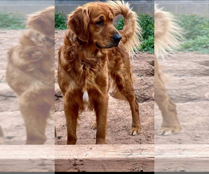 Father of the Golden Retriever puppies born on 05/08/2025