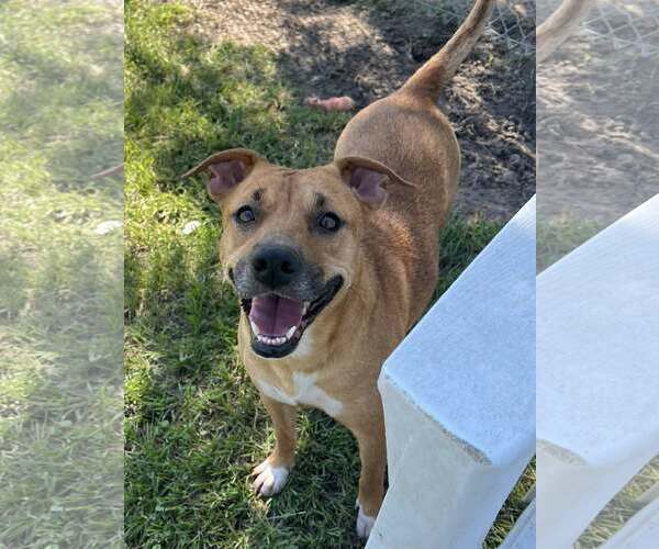 Medium Photo #2 American Pit Bull Terrier-Black Mouth Cur Mix Puppy For Sale in Conroe, TX, USA