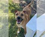 Small #1 American Pit Bull Terrier-Black Mouth Cur Mix