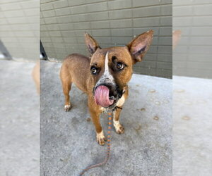 Daisy Leigh - Female Mutt Dog for Adoption - Photo #5