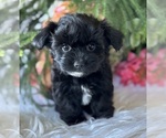 Small #8 Morkie