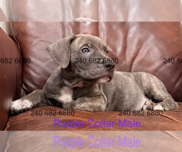 Medium Photo #7 Cane Corso Puppy For Sale in LA PLATA, MD, USA