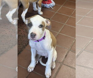 American Staffordshire Terrier-Unknown Mix Dogs for adoption in Jefferson, NJ, USA