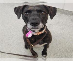 Black Mouth Cur-Plott Hound Mix Dogs for adoption in Fort Collins, CO, USA