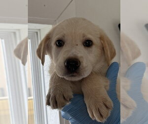 Labrador Retriever-Unknown Mix Dogs for adoption in Bolivar, MO, USA