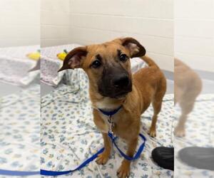 Shepradors Dogs for adoption in Boston, MA, USA