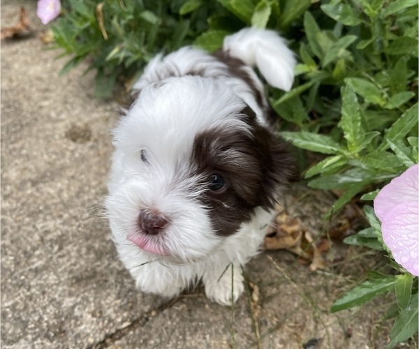 Medium Photo #9 Havanese Puppy For Sale in OTWAY, OH, USA