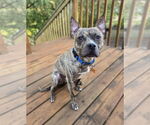 Small #2 American Pit Bull Terrier