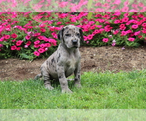 Great Dane Puppy for sale in SHILOH, OH, USA