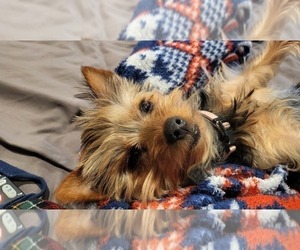 Mother of the Yorkshire Terrier puppies born on 03/09/2023