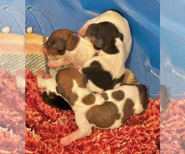 Medium Photo #2 Dachshund Puppy For Sale in CASSVILLE, MO, USA