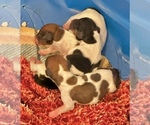 Small #1 Dachshund