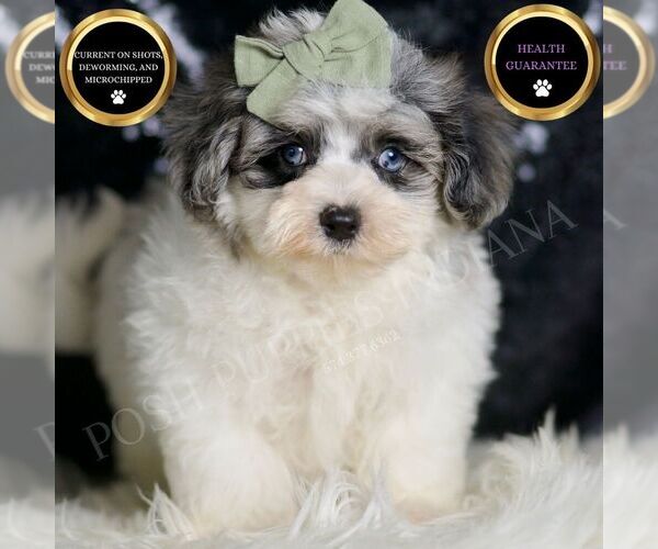 Medium Photo #15 Maltipoo Puppy For Sale in WARSAW, IN, USA