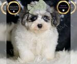 Puppy BANE Maltipoo