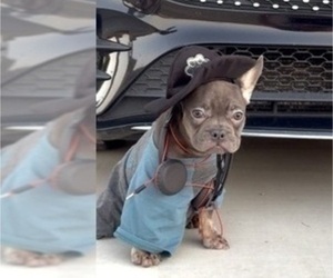 French Bulldog Puppy for sale in CHARLOTTE, NC, USA