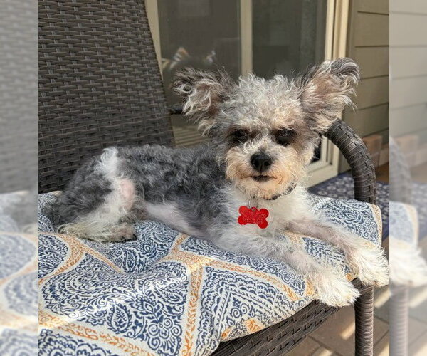 Medium Photo #4 Poodle (Miniature)-Unknown Mix Puppy For Sale in San Diego, CA, USA