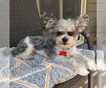 Small #3 Poodle (Miniature) Mix