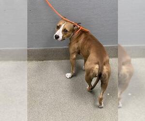 American Pit Bull Terrier-Unknown Mix Dogs for adoption in Las Vegas, NV, USA