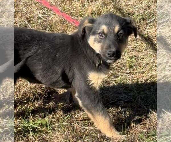 Medium Photo #2 Mutt Puppy For Sale in Yardley, PA, USA