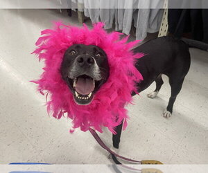 Aspen - Male Mutt Dog for Adoption - Photo #6