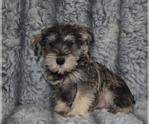 Schnauzer (Miniature) Puppy for sale in BARNESVILLE, KS, USA