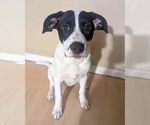 Small #3 American Staffordshire Terrier Mix