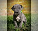 Small Photo #6 Great Dane Puppy For Sale in SALEM, NJ, USA