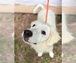 Small #4 Great Pyrenees