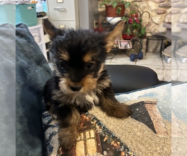 Medium Photo #23 Yorkshire Terrier Puppy For Sale in BRIDGETON, NJ, USA