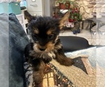 Small Photo #23 Yorkshire Terrier Puppy For Sale in BRIDGETON, NJ, USA