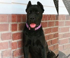 Cane Corso Puppy for sale in MURFREESBORO, TN, USA