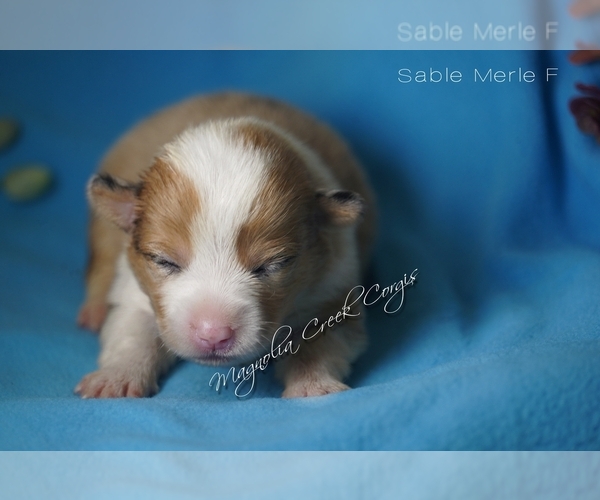 Medium Photo #6 Pembroke Welsh Corgi Puppy For Sale in CRESTVIEW, FL, USA