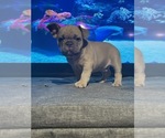 Small Photo #5 French Bulldog Puppy For Sale in PERRIS, CA, USA