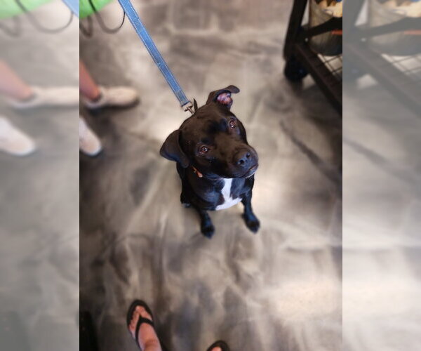 Medium Photo #2  Puppy For Sale in , 