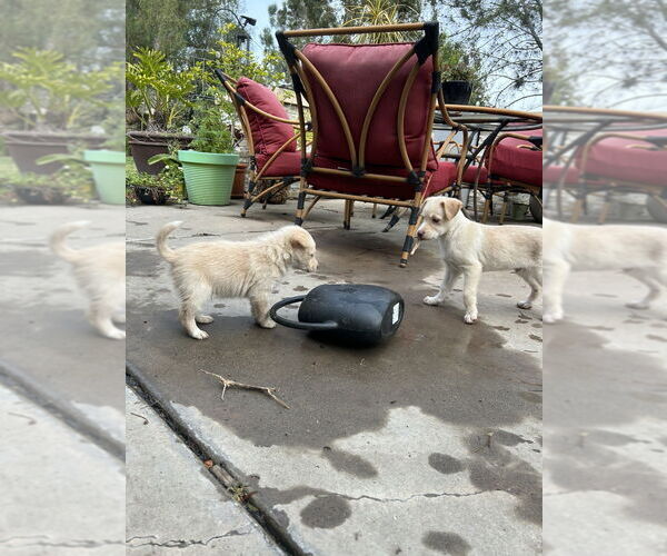 Medium Photo #2 Huskies -Labrador Retriever Mix Puppy For Sale in San Diego, CA, USA
