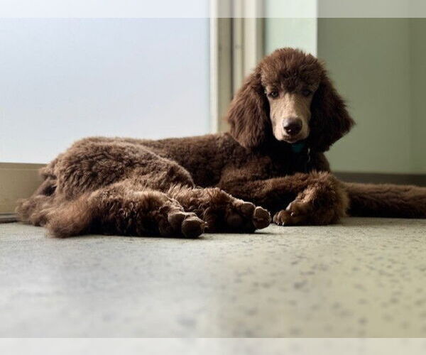 Medium Photo #3 Poodle (Standard) Puppy For Sale in Pacolet, SC, USA