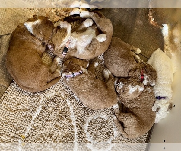 Medium Photo #1 Goldendoodle (Miniature) Puppy For Sale in INVERNESS, FL, USA