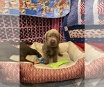 Small Photo #9 Labrador Retriever Puppy For Sale in MULINO, OR, USA